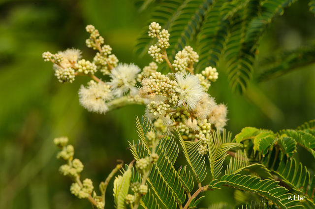 Plants with white bloom