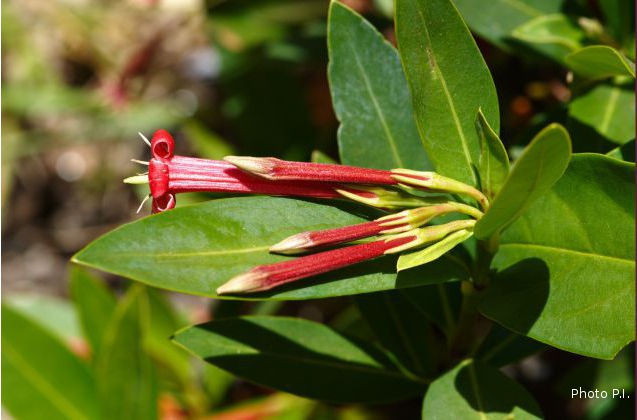 Plants with red bloom