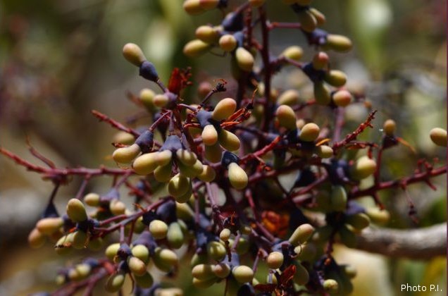 Frutas e sementes