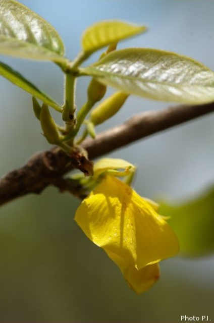 Plants with yellow and golden bloom