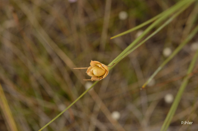 ALTFLGRASSY