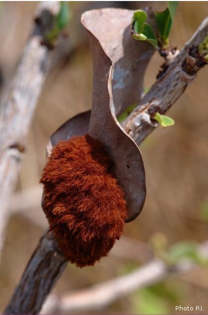Illnesses and other scratches in Cerrado