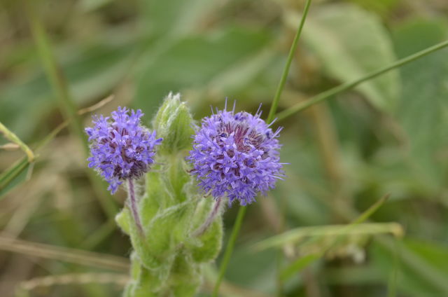 Plantas e arbustos com inflorescência de cor azul