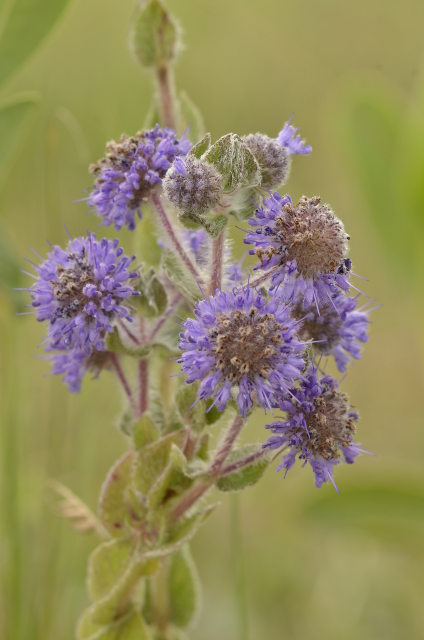 Plantas e arbustos com inflorescência de cor azul