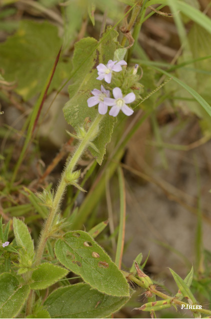 Plants with pink and purple bloom