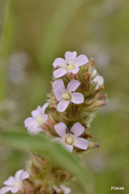 Plants with pink and purple bloom