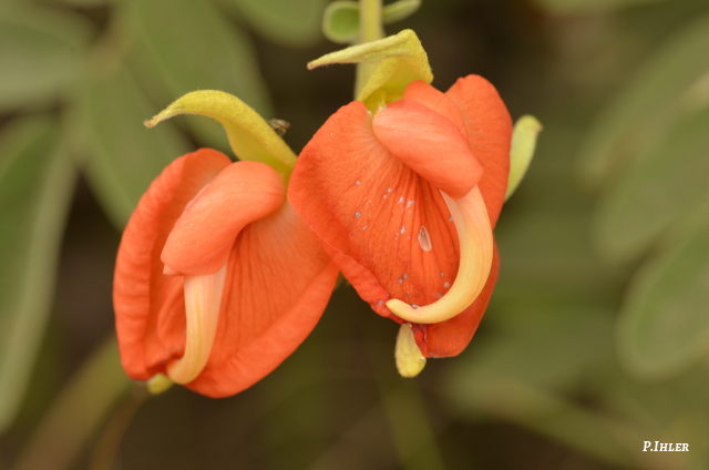 Plantas e arbustos com inflorescência de cor laranja