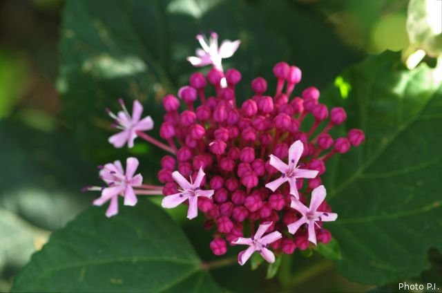 Plantas e arbustos com inflorescência de cor rosa ou roxa