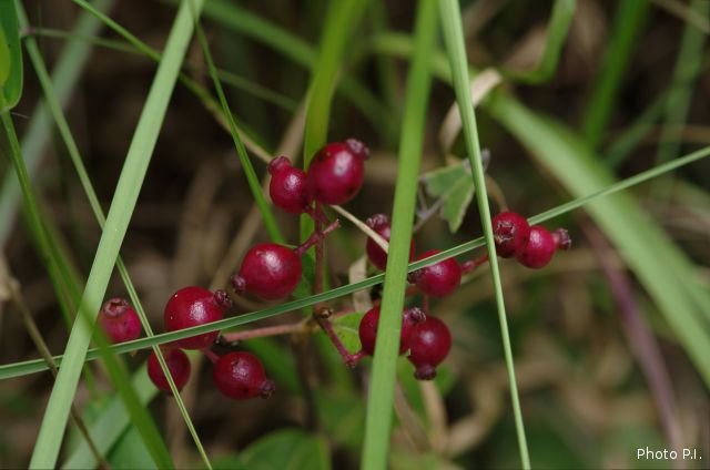 Fruits and seeds