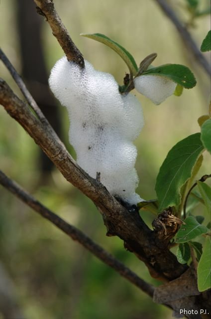 Illnesses and other scratches in Cerrado