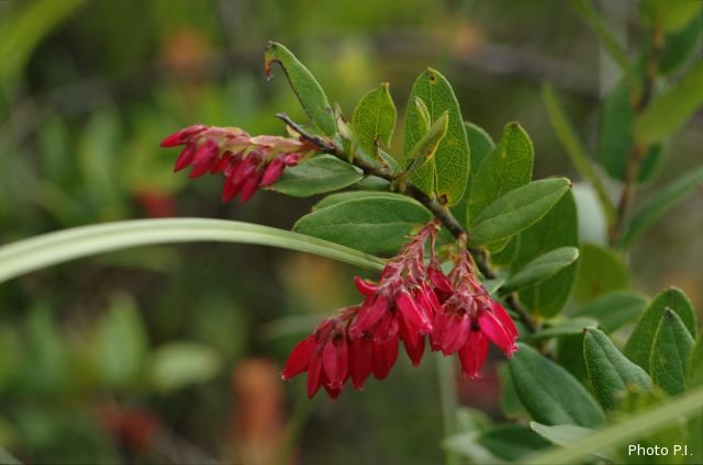 Plants with red bloom