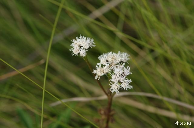 Plants with white bloom