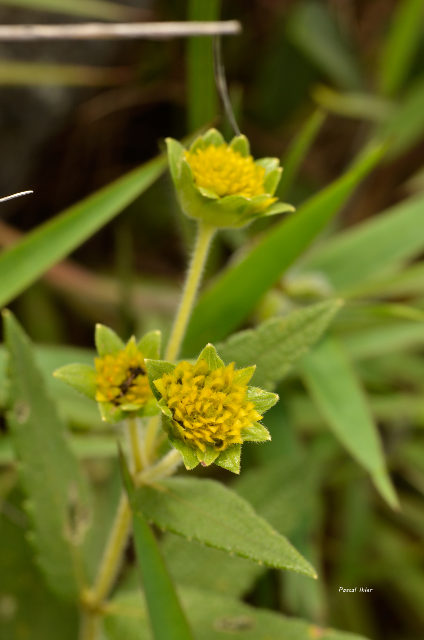 Plants with yellow and golden bloom