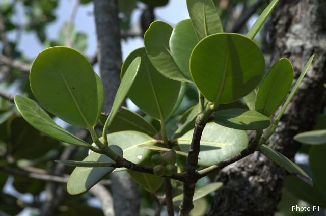 Foliage, etc