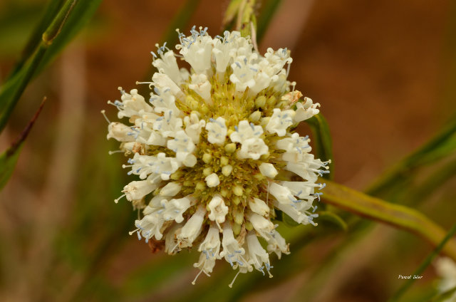 Plants with white bloom