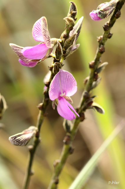Plants with pink and purple bloom