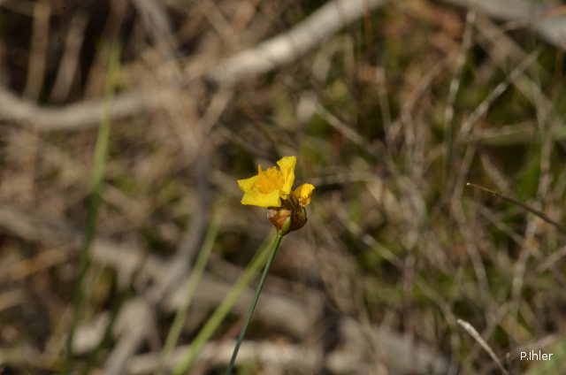 Plants with yellow and golden bloom