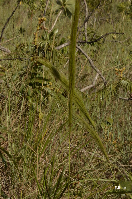 ALTFLGRASSY