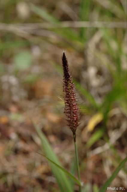 Photos of herbaceous or grasses plants type