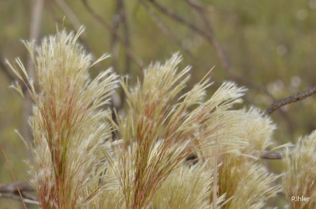 ALTFLGRASSY