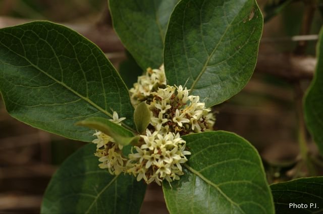 Plants with white bloom
