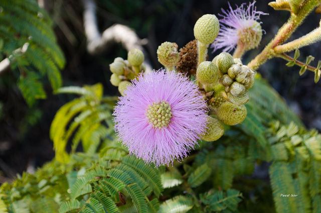 Plantas e arbustos com inflorescência de cor rosa ou roxa