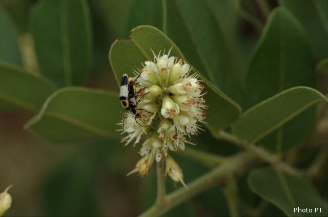 Plants with white bloom