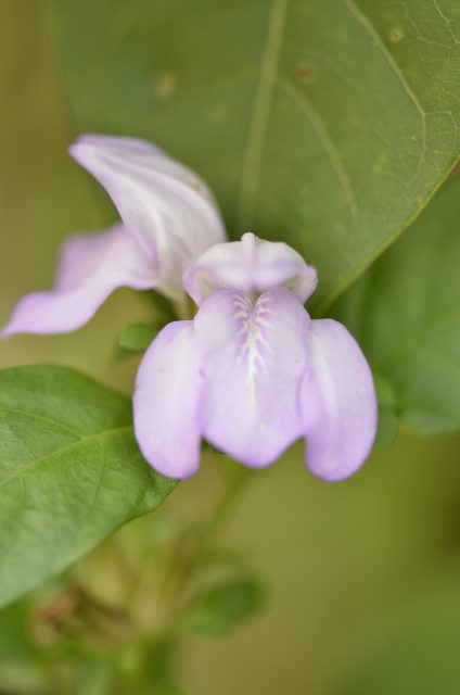 Plants with pink and purple bloom