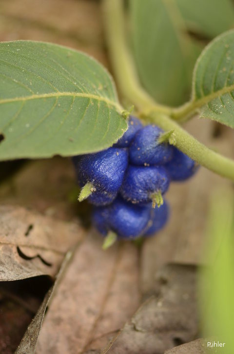 Fruits and seeds