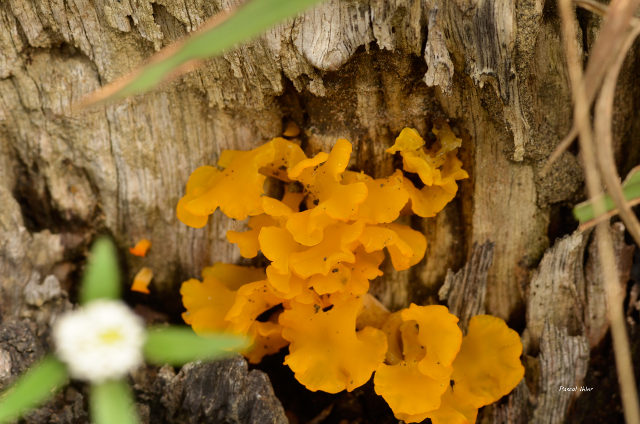 Lichens, mushrooms, mossos or others