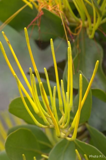Plants with yellow and golden bloom