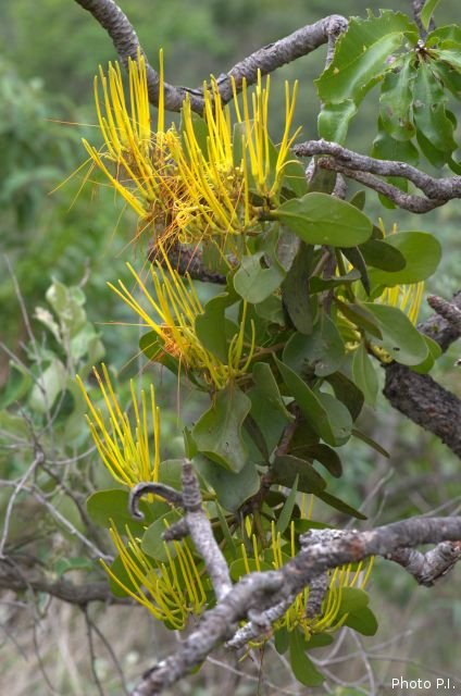 Plants with yellow and golden bloom
