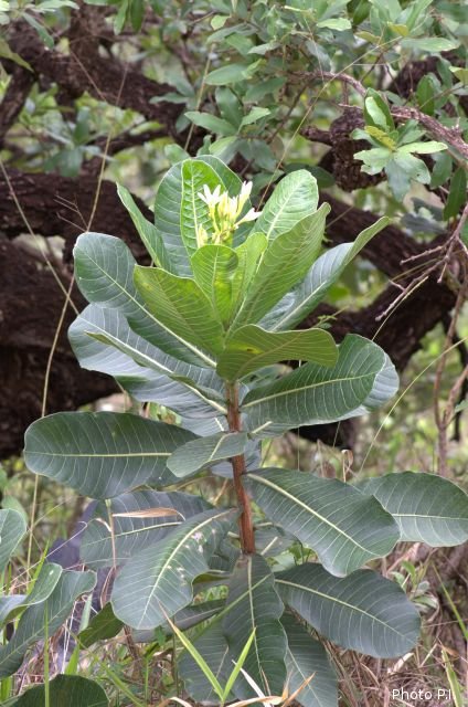 Plants with white bloom