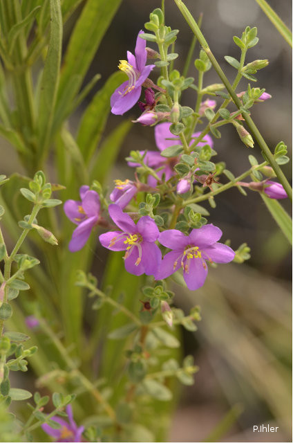 Plants with pink and purple bloom