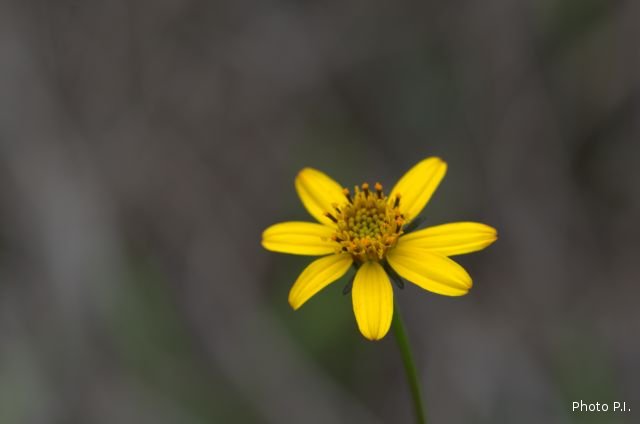 Plants with yellow and golden bloom