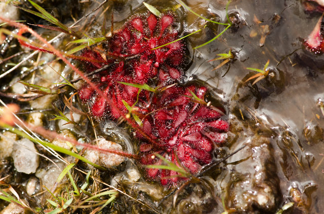 Carnivorous plants, ferns and others