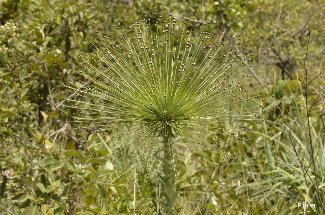 Plants with white bloom