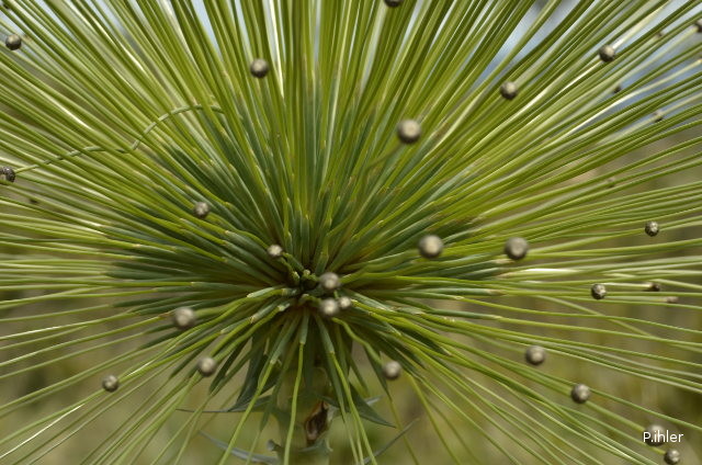 Plants with white bloom