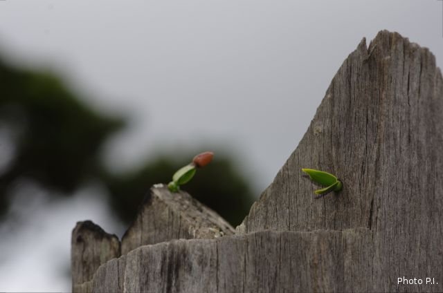 Other showing of vegetables