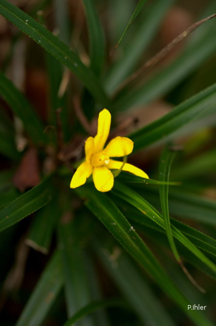 Plants with yellow and golden bloom