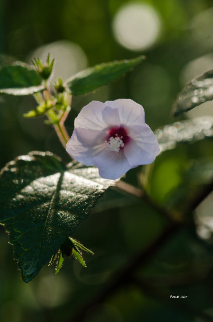 Plants with pink and purple bloom
