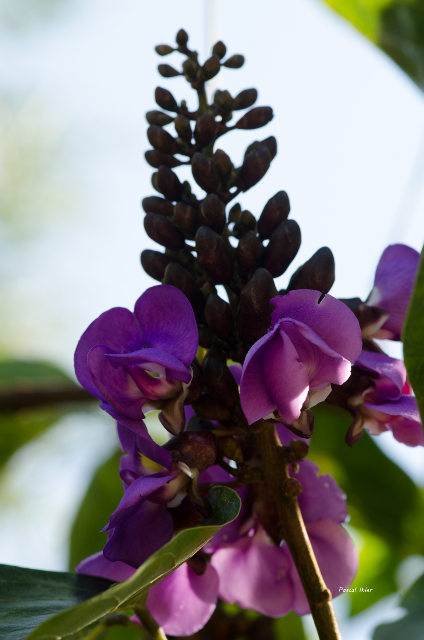 Plants with pink and purple bloom