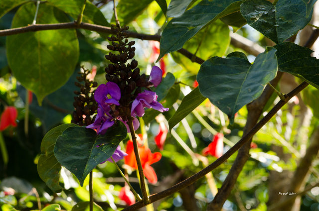 Plants with pink and purple bloom