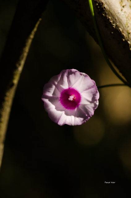 Plants with pink and purple bloom