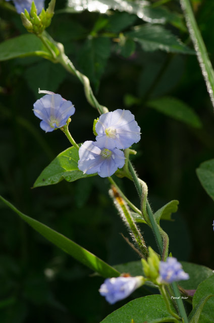 Plantas e arbustos com inflorescência de cor azul