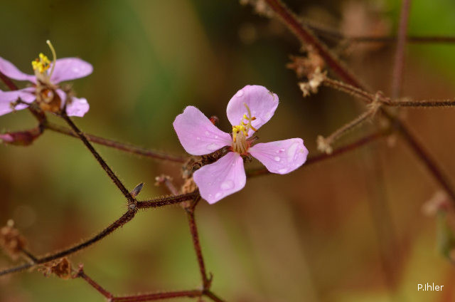 Plants with pink and purple bloom