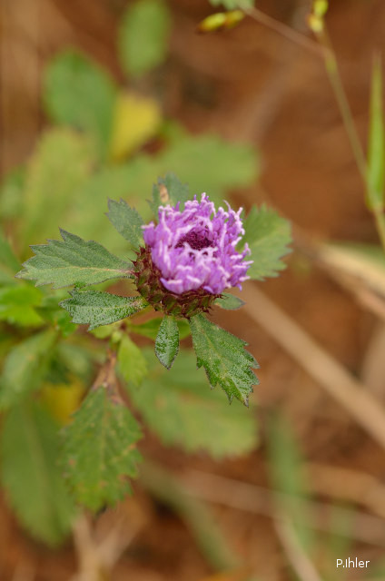 Plants with pink and purple bloom