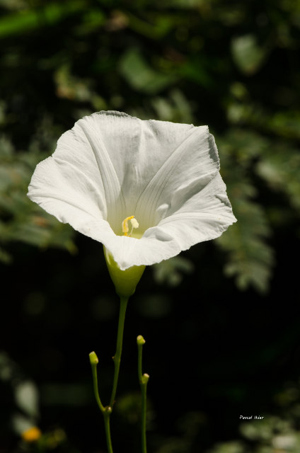 Plants with white bloom