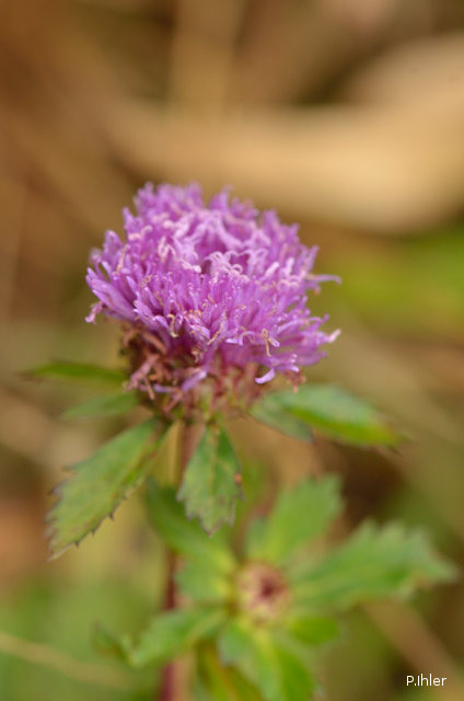 Plants with pink and purple bloom