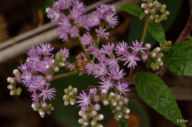 Plants with pink and purple bloom